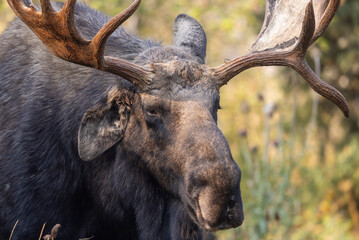 Bull Moose During the Fall Rut in Grand Teton National Park Wyoming
