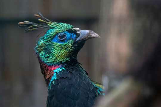 Himalayan monal (Lophophorus impejanus)