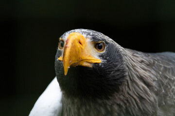 Head of steller's sea eagle.