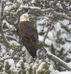Bald Eagle in Winter