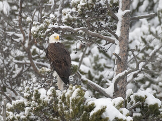 Bald Eagle in Winter