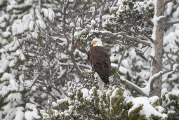 Bald Eagle in Winter