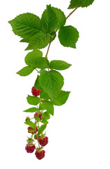 raspberry branches with berries and leaves. fresh raspberries .Healthy and wholesome food concept. Isolated on transparent, png