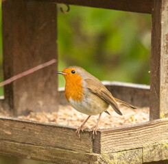 joli rouge-gorge regardant le photographe sur la mangeoire en hiver pour les petits oiseaux