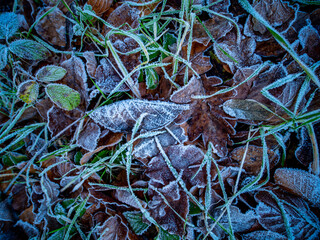 Eis und Frost im Winterwald