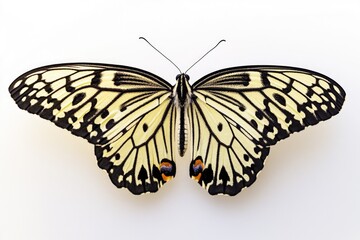 A close-up image of a black and white butterfly perched on a white surface