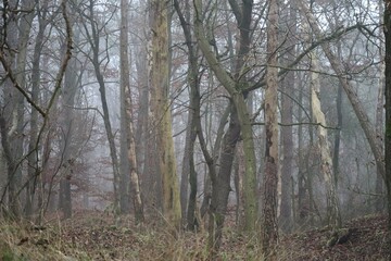 Paradise of the Bark beetles