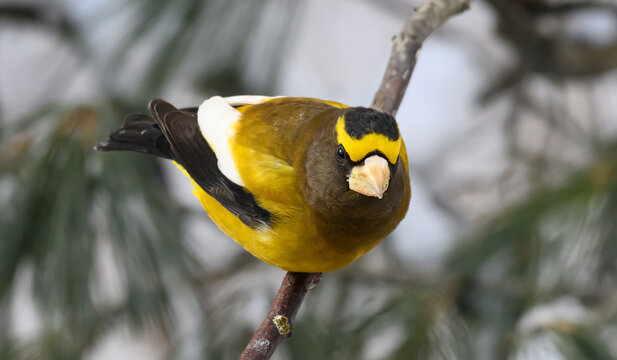 Evening Grosbeak in Winter