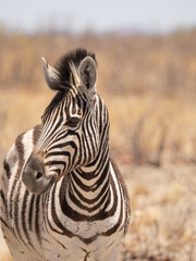 Naklejka premium Afrikanisches Zebra