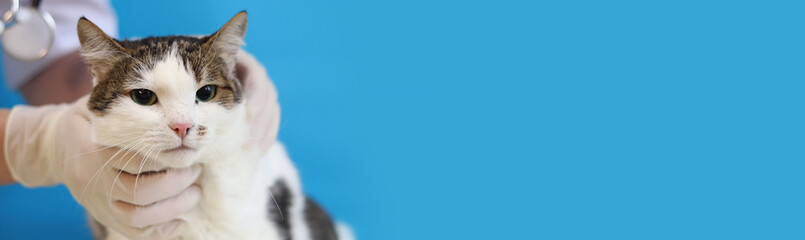 Examination of a cat's muzzle at a veterinarian. Medical examination of the quality of a pet's fur. Hands of a veterinarian in gloves and a cat on a blue background. Routine examination of a pet