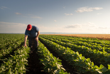 Young farmer in soybean fields