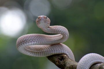 Albino mangrove pit viper on a tree branch