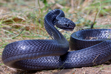 Big black boiga snake attack aggressively	
