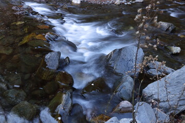 stream in the forest