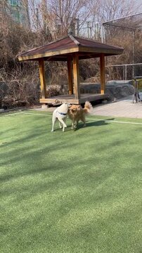 Dogs Playing Golden Retriever, Korean jindo