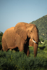 Tusked African Elephant walking in Samburu National Reserve, Kenya