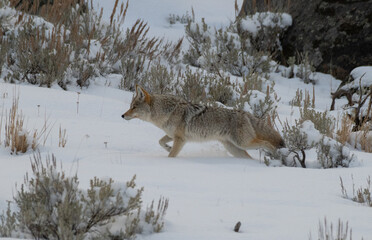 Fototapeta premium Coyote in Winter