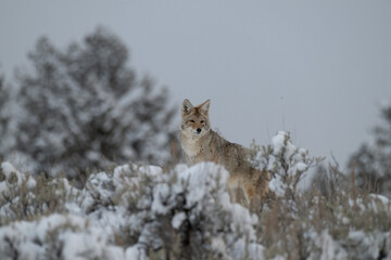 Coyote in Winter