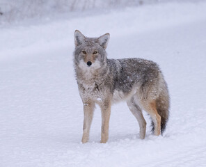 Coyote in Winter