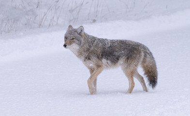 Coyote in Winter