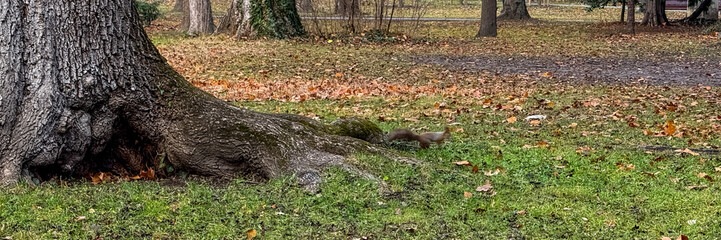 A squirrel scampers around a large tree in a city park, symbolizing urban wildlife and environmental awareness