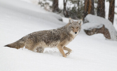 Obraz premium Coyote in Winter