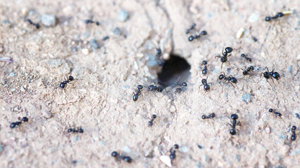 Black ants in front of their home entrance on ground surface, extreme close-up, shallow depth of field
