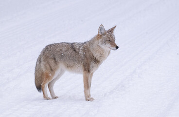 Coyote in Winter