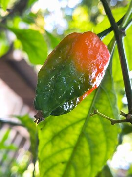 Red hot chili ghost pepper Bhut Jolokia on a plant. with little bit bluer.