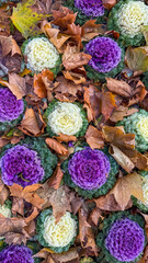 Colorful ornamental cabbages nestled among autumn leaves evoke seasonal change and Thanksgiving harvest decoration, showcasing nature's vibrant transformation