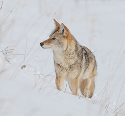 Coyote in Winter