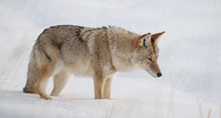 Coyote in Winter