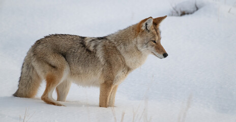 Coyote in Winter