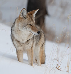 Coyote in Winter