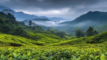 Obraz premium Verdant Hills with Misty Mountain Background