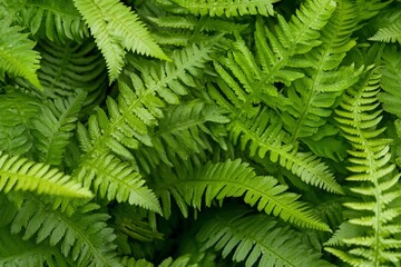 Obraz premium Lush green fern leaves background texture. (1)