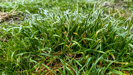 Close-up of frost-covered green grass on a chilly morning, illustrating winter's arrival and natural seasonal changes