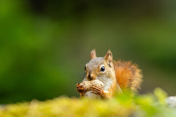 American Red Squirrel, Tamiasciurus hudsonicus, on a bright afternoon closeup