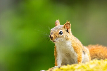 American Red Squirrel, Tamiasciurus hudsonicus, on a bright afternoon closeup