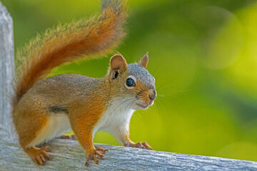 American Red Squirrel, Tamiasciurus hudsonicus, on a bright afternoon closeup
