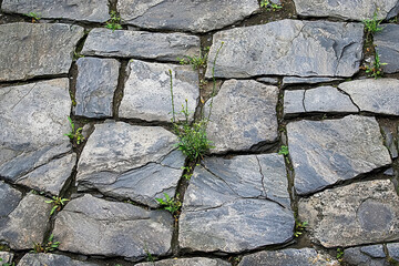 Obraz premium Cracked Stone Pavement with Weeds