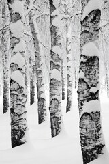 Snow Covered Birch Trees in Winter Forest