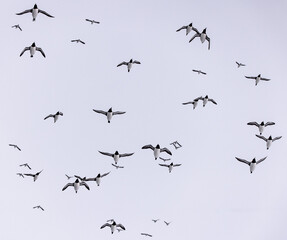 large flock of birds