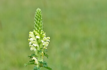 photos of yellow flowers growing in rural areas