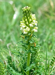 photos of yellow flowers growing in rural areas