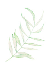 Watercolor twig with green leaves. Hand drawn illustration of green twig, single isolated element. Tropical twig, green leaves, exotic plant.