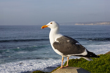 Seagull Perched by the Ocean