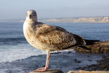 Seagull Perched by the Ocean