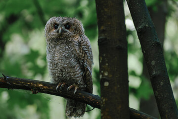 great owl in forest