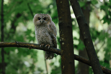 great horned owl in tree